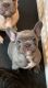 French Bulldog Puppies for sale in New Haven, CT, USA. price: $3,500