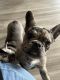 French Bulldog Puppies for sale in Mulberry, FL 33860, USA. price: $5,000