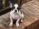 French Bulldog Puppies for sale in Ingham County, MI, USA. price: $1,500