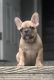 French Bulldog Puppies for sale in Poughkeepsie, NY, USA. price: $3,500