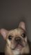 French Bulldog Puppies for sale in Grove City, OH 43123, USA. price: $500