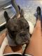 French Bulldog Puppies for sale in Mt Laurel Township, NJ, USA. price: $2,000