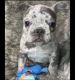 French Bulldog Puppies for sale in Visalia, CA, USA. price: $4,500