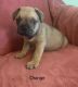French Bulldog Puppies for sale in Eatonton, GA 31024, USA. price: $900