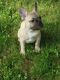 French Bulldog Puppies for sale in Madison Heights, VA 24572, USA. price: $1,800