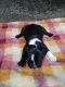 French Bulldog Puppies for sale in Afton, VA 22920, USA. price: $150,000