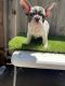 French Bulldog Puppies for sale in Anaheim, CA 92805, USA. price: $3,000
