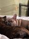 French Bulldog Puppies for sale in 6811 Glen Arbor Dr, Florence, KY 41042, USA. price: $6,000