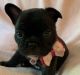 French Bulldog Puppies for sale in Circleville, NY 10919, USA. price: $2,850