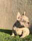 French Bulldog Puppies for sale in Bell, CA, USA. price: $4,000