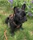 French Bulldog Puppies for sale in New Britain, CT, USA. price: $1,200