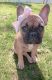 French Bulldog Puppies for sale in Rahway, NJ 07065, USA. price: $2,300