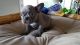 French Bulldog Puppies for sale in Castro Valley, CA, USA. price: $250,000