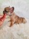 French Bulldog Puppies for sale in Tracy, CA, USA. price: $3,500