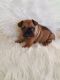 French Bulldog Puppies for sale in Tracy, CA, USA. price: $2,250