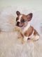 French Bulldog Puppies for sale in Tracy, CA, USA. price: $3,500
