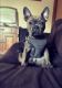 French Bulldog Puppies for sale in 590 NE Cherry Hill Rd, Sheridan, OR 97378, USA. price: NA