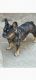 French Bulldog Puppies for sale in Ventura, CA 93004, USA. price: $1,500