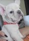 French Bulldog Puppies for sale in Hialeah, FL 33016, USA. price: $500