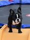 French Bulldog Puppies for sale in Bliss, NY 14024, USA. price: NA