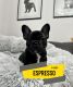 French Bulldog Puppies for sale in Lansing, MI, USA. price: $3,500