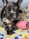 French Bulldog Puppies for sale in Fort Lee, NJ 07024, USA. price: $4,500