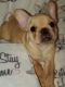 French Bulldog Puppies for sale in Polk City, FL 33868, USA. price: $3,400