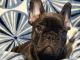 French Bulldog Puppies for sale in Polk City, FL 33868, USA. price: $3,200