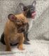 French Bulldog Puppies for sale in Irvine, CA, USA. price: $1,000