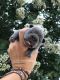 French Bulldog Puppies for sale in Belle Chasse, LA, USA. price: $4,000