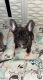 French Bulldog Puppies for sale in Kansas City, MO 64119, USA. price: $3,500
