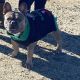 French Bulldog Puppies for sale in Lake Elsinore, CA, USA. price: $1,300