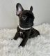 French Bulldog Puppies for sale in Round Rock, TX 78664, USA. price: $2,000
