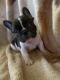 French Bulldog Puppies for sale in Gloucester, VA 23061, USA. price: $3,200