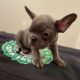French Bulldog Puppies for sale in Medford, NY 11763, USA. price: $779