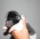 French Bulldog Puppies for sale in Berlin Heights, OH 44814, USA. price: $25