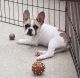 French Bulldog Puppies for sale in Brookville, IN 47012, USA. price: $3,000