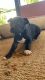 French Bulldog Puppies for sale in Mililani, HI 96789, USA. price: $600