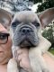French Bulldog Puppies for sale in Ossipee, NH, USA. price: $4,000