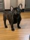 French Bulldog Puppies for sale in Winston-Salem, NC 27104, USA. price: $2,400