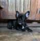 French Bulldog Puppies for sale in Copperas Cove, TX, USA. price: $1,200