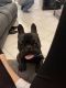 French Bulldog Puppies for sale in League City, TX, USA. price: $1,000