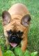 French Bulldog Puppies for sale in Taylorsville, KY 40071, USA. price: NA