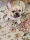 French Bulldog Puppies for sale in 10820 Bellagio Rd, Los Angeles, CA 90077, USA. price: NA