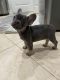 French Bulldog Puppies for sale in Estero, FL, USA. price: $4,000