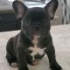 French Bulldog Puppies for sale in Katy, TX 77449, USA. price: $2,000
