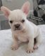 French Bulldog Puppies for sale in Katy, TX 77449, USA. price: $5,000