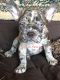French Bulldog Puppies for sale in TX-3, Houston, TX, USA. price: NA