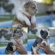 French Bulldog Puppies for sale in Lindsay, CA 93247, USA. price: $4,000