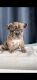 French Bulldog Puppies for sale in Columbus, OH, USA. price: $5,500